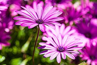 传闻：《真女神转生5》将加入XGP 5月公布